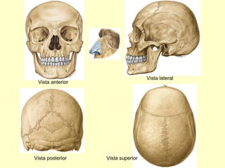 Vista anterior Vista lateral Vista posterior Vista superior 