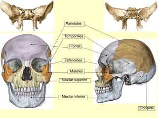 Frontal Maxilar inferior Maxilar superior Malares Temporales Parietales Occipital Esfenoides 