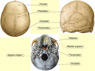 Parietales Occipital Temporales Frontal Agujero magno Malares Maxilar superior Temporales Occipital 