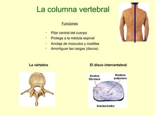 La columna vertebral Funciones Pilar central del cuerpo Protege a la médula espinal Anclaje de músculos y costillas Amortiguar las cargas (discos) La vértebra El disco intervertebral 