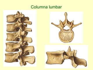 Columna lumbar 