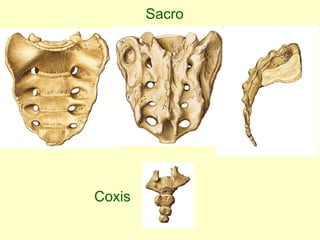 Sacro Coxis 