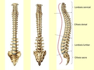 Lordosis cervical Cifosis dorsal Lordosis lumbar Cifosis sacra 