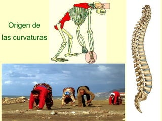 Origen de las curvaturas 