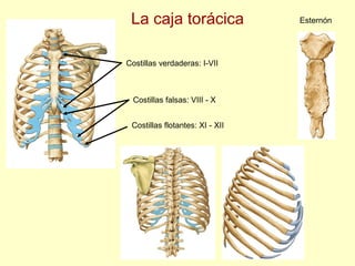 La caja torácica Costillas verdaderas: I-VII Costillas falsas: VIII - X Costillas flotantes: XI - XII Esternón 