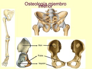 Osteología miembro inferior Ilion Isquion Pubis 