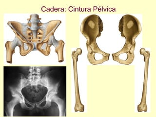 Cadera: Cintura Pélvica 