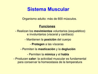 Sistema Muscular Organismo adulto: más de 600 músculos. Funciones - Realizan los  movimientos  voluntarios (esquelético) e involuntarios (visceral y cardíaco) - Mantienen la  posición  del cuerpo -  Protegen  a las vísceras - Permiten la  masticación  y la  deglución - Permiten la  mímica  y el  habla - Producen  calor : la actividad muscular es fundamental para conservar la homeostasia de la temperatura 