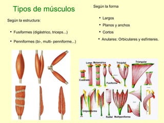 Tipos de músculos Según la estructura: Fusiformes (digástrico, triceps...) Penniformes (bi-, multi- penniforme...) Según la forma Largos Planos y anchos Cortos Anulares: Orbiculares y esfínteres. 