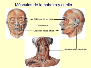 Músculos de la cabeza y cuello Orbicular de los ojos Orbicular de los labios Maseteros Esternocleidomastoideo 