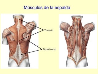 Músculos de la espalda Trapecio Dorsal ancho 