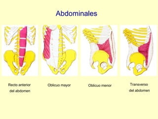 Abdominales Recto anterior  del abdomen Oblicuo mayor Oblicuo menor Transverso  del abdomen 