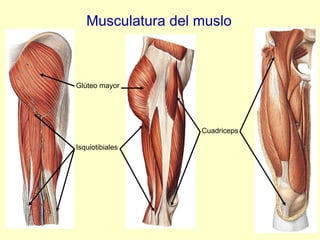 Musculatura del muslo Glúteo mayor Isquiotibiales Cuadriceps 