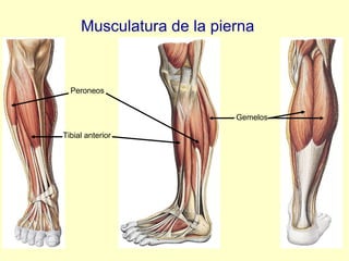 Musculatura de la pierna Peroneos Tibial anterior Gemelos 