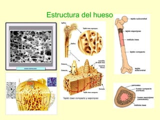 Estructura del hueso 