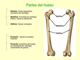 Partes del hueso Epifisis Metáfisis Diáfisis Epifisis : Hueso esponjoso, recubierto de cartílago. Metáfisis : Formada de cartílago hialino, hasta la osificación. Diáfisis : Hueso compacto. Endostio :  tapiza la cavidad medular. Periostio : superficie del hueso no recubierta por cartílago. Crecimiento en grosor. 