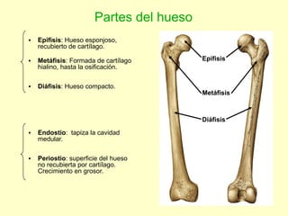 Aparato locomotor | PPS