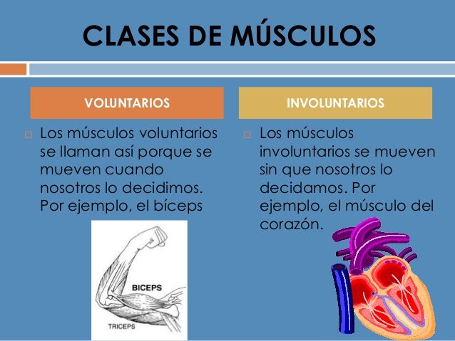 Aparato locomotor