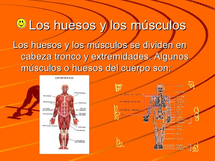 Aparato locomotor