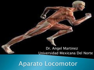 Dr. Angel Martinez 		 Universidad Mexicana Del Norte Aparato Locomotor 