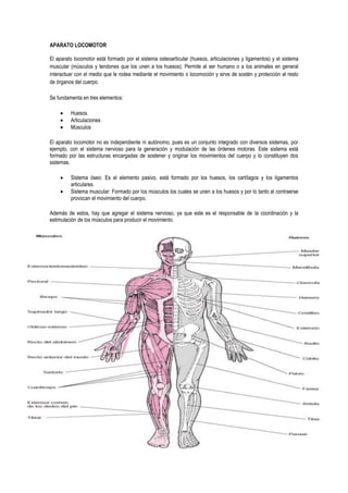 APARATO LOCOMOTOR<br />El aparato locomotor está formado por el sistema osteoarticular (huesos, articulaciones y ligamentos) y el sistema muscular (músculos y tendones que los unen a los huesos). Permite al ser humano o a los animales en general interactuar con el medio que le rodea mediante el movimiento o locomoción y sirve de sostén y protección al resto de órganos del cuerpo.[]<br />Se fundamenta en tres elementos:<br />Huesos.<br />Articulaciones<br />Músculos<br />El aparato locomotor no es independiente ni autónomo, pues es un conjunto integrado con diversos sistemas, por ejemplo, con el sistema nervioso para la generación y modulación de las órdenes motoras. Este sistema está formado por las estructuras encargadas de sostener y originar los movimientos del cuerpo y lo constituyen dos sistemas.<br />Sistema óseo: Es el elemento pasivo, está formado por los huesos, los cartílagos y los ligamentos articulares.<br />Sistema muscular: Formado por los músculos los cuales se unen a los huesos y por lo tanto al contraerse provocan el movimiento del cuerpo.<br />-483870530860Además de estos, hay que agregar el sistema nervioso, ya que este es el responsable de la coordinación y la estimulación de los músculos para producir el movimiento.<br />APARATO LOCOMOTOR<br />El aparato locomotor se divide en tres grandes partes, todas complicadas y complementadas unas con otras para conseguir la principal función del aparato locomotor, que es permitir que nos movamos:<br />1·Esqueleto * Es la armazón ósea del cuerpo del animal vertebrado. El Esqueleto humano consta de unos 200 huesos, si bien en este número no coinciden todos los anatomistas, puesto que existen piezas no incluidas en dicha cifra que son consideradas como huesos por otros autores. El Esqueleto es simétrico, es decir, que la parte de la izquierda del eje central (columna vertebral) es exactamente parecida a la de la derecha. El de un hombre de talla media, enteramente seco, pesa de 4,7 a 6,5 kg, y el de una mujer, de 3,125 a 4,7 kg. Los huesos del Esqueleto femenino presentan notables diferencias con el masculino por lo que respecta a la configuración y tamaño, y de una manera especial en la configuración de la pelvis. El conjunto de huesos funciona como un sistema pasivo, cuya función es la de sujetarnos, también hacen de palancas a la hora de movernos.<br />2·Articuaciones * Las articulaciones son estructuras cuya misión es la de unir y conseguir el grado de movimiento apropiado entre las distintas piezas del esqueleto; en una palabra, se trata sencillamente de las uniones de los huesos entre sí. Atendiendo al grado de movilidad que permiten se clasifican en: <br />  Sinartrosis.—Se trata de articulaciones inmóviles, cuyo ejemplo más característico es el de las uniones de los huesos del cráneo, que en este caso se denominan suturas. <br />  Anfiartrosis.—Son articulaciones semimóviles, como las uniones de las vértebras que forman la columna vertebral. <br />  Diartrosis.—Este tipo de articulación es el más desarrollado de todos. Especializado en permitir el libre movimiento, sus ejemplos más característicos son las articulaciones del codo, la rodilla, el hombro, etc. En él se ha conseguido la máxima eficacia y resistencia gracias a la formación de una serie de estructuras especializadas que componen la articulación: <br />3·Sistema muscular * Consiste en el conjunto de músculos que tenemos en nuestro cuerpo. Según su estructura, existen dos tipos diferentes de músculos en el cuerpo humano: el músculo liso, de coloración pálida, cuyos movimientos son involuntarios, a excepción de la vejiga de la orina, que por aprendizaje llega a comportarse como un músculo voluntario, y el músculo estriado o esquelético, de coloración rojiza, cuyos movimientos son voluntarios, a excepción del músculo del corazón. Los músculos que recubren el esqueleto tienen como funciones fundamentales las de permitir el movimiento, dar forma al cuerpo y proporcionar calor y energía.<br />Los músculos están formados por elementos especializados que transforman la energía química, producida por su metabolismo celular, en energía mecánica, que les permite contraerse y por consiguiente, lograr su acortamiento. Un músculo estirado está formado por elementos alargados de notables dimensiones, las fibras musculares, que se disponen en grupos paralelos y constituyen haces. La fibra muscular estriada consta de muchísimos núcleos, situados en la periferia, y un citoplasma(sarcopasma), que contiene unas formaciones especiales, las miofibrillas.<br />Los músculos comienzan y acaban en los tendones(son del mismo tejido, pero más compacto, y sirve para unir los músculos a los huesos) Los múscuos que tienen su origen en dos, tres, o cuatro extremos reciben e nombre de biceps, triceps o cuadriceps respectivamente. Si se originan o insertan en los husos(quiero decir, que solo tienen una extremidad por cada lado) se llaman músculos esqueléticos, y los que están situados bajo la piel se llaman cutáneos. También existen otras clases de músculos, como los que se dividen en la parte de suinserción(bicaudados)ect.<br />SISTEMA LOCOMOTOR<br />El sistema locomotor está formado por:<br />1. ESQUELETO Huesos<br />2. ARTICULACIONES Unión<br />3. MÚSCULOS ESQUELÉTICOS Parte activa<br />LOS HUESOS<br />La diferencia entre hueso fresco y seco es que en el primero aparecen elementos anatómicos que en el seco no: médula ósea, vasos nutricios de la diáfisis, el periostio, el cartílago articular.<br />Clasificación de los huesos<br />Huesos largos o tubulares:<br />Se hallan en los miembros<br />Se distinguen tres partes fundamentales<br />  Un cuerpo o diáfisis<br />  Un par de extremos o epífisis con superficies articulares<br />  Metáfasis que es la zona del crecimiento ubicada entre la epífisis y la diáfisis.<br />205740208280<br />