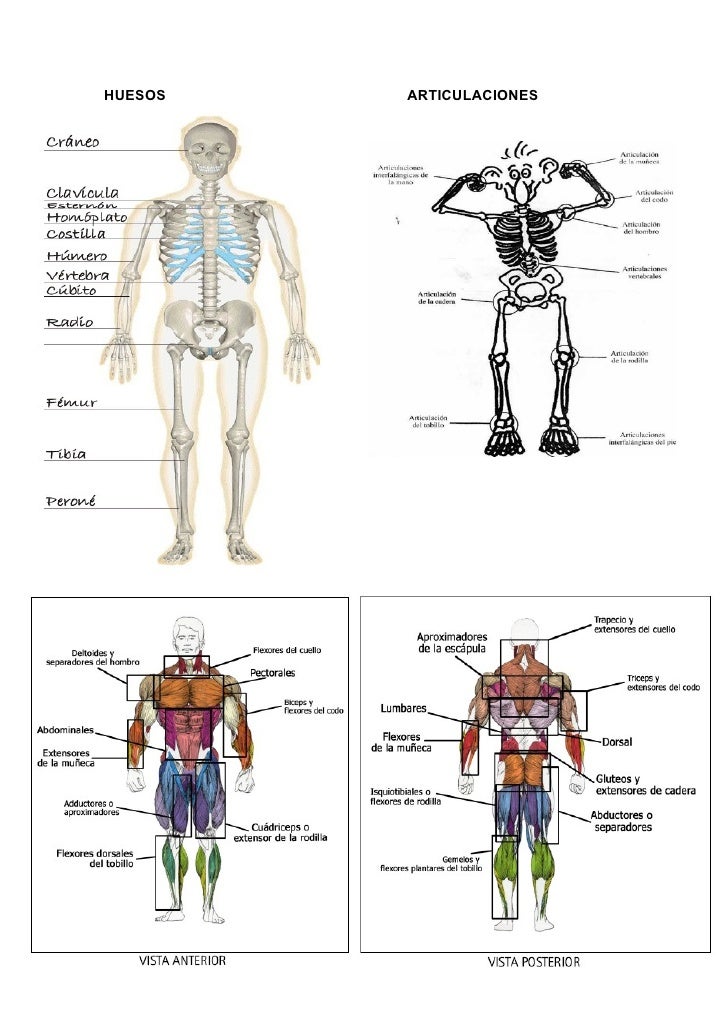 blog-de-educacin-fsica-anatoma-aparato-locomotor