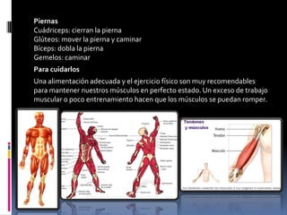 Piernas
Cuádriceps: cierran la pierna
Glúteos: mover la pierna y caminar
Bíceps: dobla la pierna
Gemelos: caminar
Para cuidarlos
Una alimentación adecuada y el ejercicio físico son muy recomendables
para mantener nuestros músculos en perfecto estado. Un exceso de trabajo
muscular o poco entrenamiento hacen que los músculos se puedan romper.
 