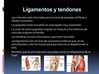 Ligamentos y tendones
Los músculos están formados por una serie de paquetes de fibras o
células musculares.
Los paquetes están envueltos en unos tejidos muy resistentes.
La unión de varios paquetes originan un músculo y los extremos del
músculos originan un tendón.
Los tendones se unen a los huesos y permiten moverlos.
Los ligamentos son una tiras de una sustancia fibrosa que, en las
articulaciones, unen los huesos para que estos no se desplacen de su
sitio.
Permiten que las articulaciones se puedan mover sin desplazarse de su
lugar.
 