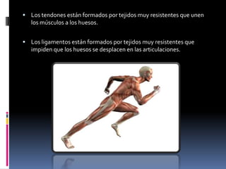 Los tendones están formados por tejidos muy resistentes que unen
   los músculos a los huesos.


 Los ligamentos están formados por tejidos muy resistentes que
   impiden que los huesos se desplacen en las articulaciones.
 