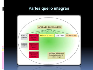 Partes que lo integran
 