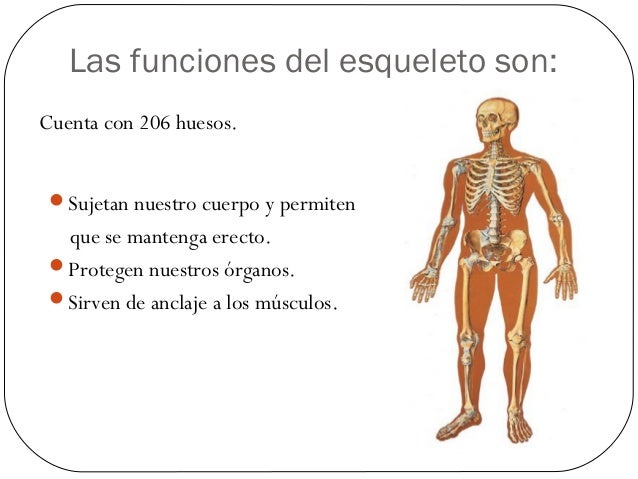 Aparato Locomotor Estructura Funciones Enfermedades Y Tratamientos