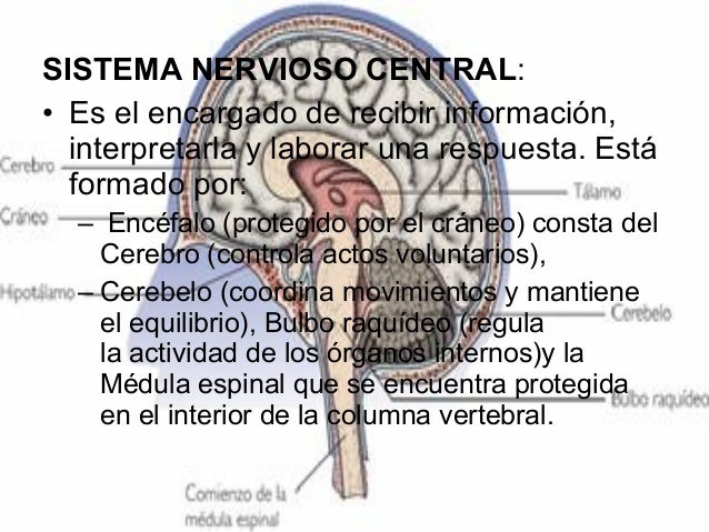 El dolor en la espalda da al pie