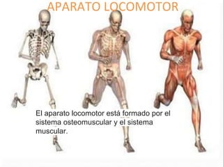 El aparato locomotor está formado por el
sistema osteomuscular y el sistema
muscular.
APARATO LOCOMOTOR
 