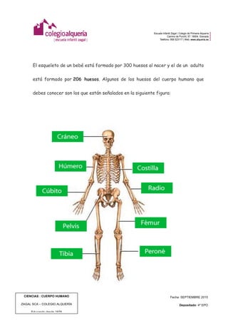  
	
  
CIENCIAS : CUERPO HUMANO
ZAGAL SCA – COLEGIO ALQUERÍA
Educando desde 1978
Fecha: SEPTIEMBRE 2015
Depositado: 4º EPO
Edición: 1 | Pág. 3 de 8
El esqueleto de un bebé está formado por 300 huesos al nacer y el de un adulto
está formado por 206 huesos. Algunos de los huesos del cuerpo humano que
debes conocer son los que están señalados en la siguiente figura:
 