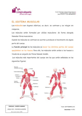  
	
  
CIENCIAS : CUERPO HUMANO
ZAGAL SCA – COLEGIO ALQUERÍA
Educando desde 1978
Fecha: SEPTIEMBRE 2015
Depositado: 4º EPO
Edición: 1 | Pág. 6 de 8
EL SISTEMA MUSCULAR
Los músculos son órganos elásticos, es decir, se contraen y se relajan sin
romperse.
Los músculos están formados por células musculares de forma alargada
llamadas fibras musculares.
Cuando los músculos se contraen se acortan y producen el movimiento de alguna
parte del cuerpo.
La función principal de los músculos es mover las distintas partes del cuerpo
apoyándose en los huesos. Para ello, los músculos están unidos a los huesos a
través de un conjunto de fibras llamado tendón.
Los músculos más importantes del cuerpo son los que están señalados en las
siguientes figuras:
 