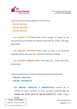  
	
  
CIENCIAS : CUERPO HUMANO
ZAGAL SCA – COLEGIO ALQUERÍA
Educando desde 1978
Fecha: SEPTIEMBRE 2015
Depositado: 4º EPO
Edición: 1 | Pág. 7 de 8
Según su forma los músculos pueden ser de tres tipos:
- músculos fusiformes
- músculos orbiculares
- músculos aplanados
- Los músculos fusiformes tienen forma alargada. La mayoría de los
músculos de las extremidades son músculos fusiformes (Ej.: bíceps, cuádriceps,
abductores).
- Los músculos orbiculares tienen forma de anillo y se encuentran
rodeando orificios del cuerpo. (Ej.: músculos orbiculares de la boca).
- Los músculos aplanados tienen forma plana (Ej.: frontal, pectorales,
abdominales).
Según el movimiento que realizan los músculos pueden ser de dos tipos:
- músculos voluntarios
- músculos involuntarios
- Los músculos voluntarios o esqueléticos son aquellos que se
contraen de forma voluntaria, es decir, de forma consciente. Son los
músculos que forman parte del aparato locomotor (Ej.: bíceps, tríceps,
dorsal).
 
