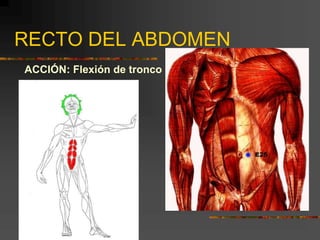RECTO DEL ABDOMEN
ACCIÓN: Flexión de tronco
 