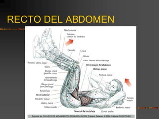 RECTO DEL ABDOMEN
 