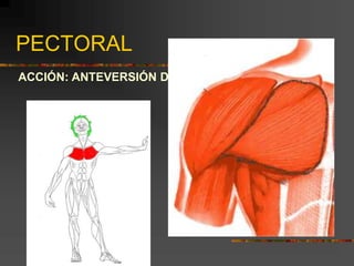 PECTORAL
ACCIÓN: ANTEVERSIÓN DE HOMBROS
 