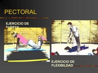 PECTORAL
EJERCICIO DE
FUERZA
EJERCICIO DE
FLEXIBILDAD
 