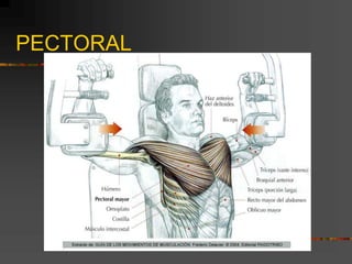PECTORAL
 