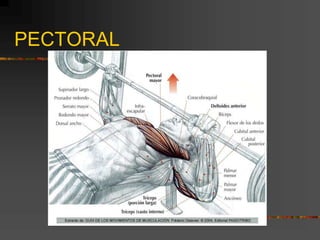 PECTORAL
 