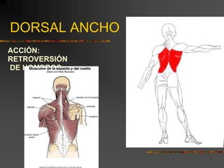 DORSAL ANCHO
ACCIÓN:
RETROVERSIÓN
DE HOMBROS
 