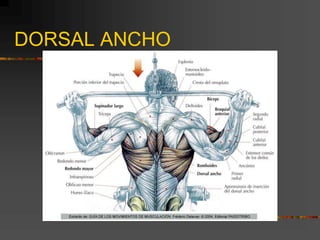 DORSAL ANCHO
 