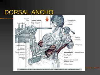 DORSAL ANCHO
 