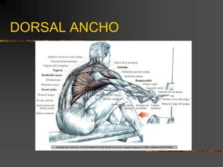 DORSAL ANCHO
 