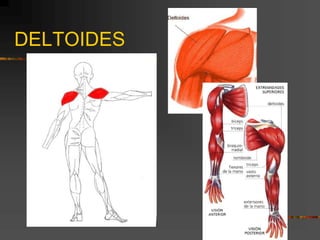 DELTOIDES
 