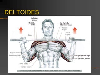 DELTOIDES
 