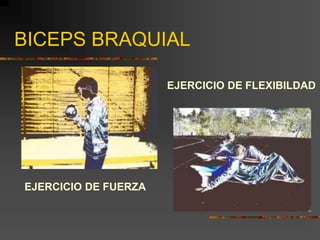BICEPS BRAQUIAL
EJERCICIO DE FUERZA
EJERCICIO DE FLEXIBILDAD
 