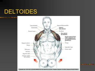 DELTOIDES
 